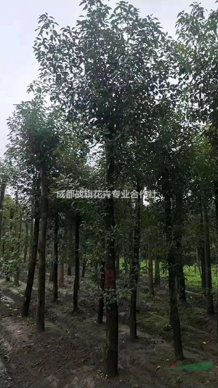 西南香樟種植基地批發(fā)   15公分熟貨香樟價格   