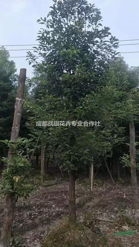 西南香樟種植基地批發(fā)   15公分熟貨香樟價格   