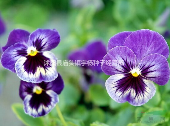 三色堇花種子四季易播室內(nèi)陽臺室外盆栽蝴蝶花貓兒臉垂吊花卉花籽