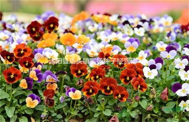 三色堇花種子四季易播室內(nèi)陽臺室外盆栽蝴蝶花貓兒臉垂吊花卉花籽