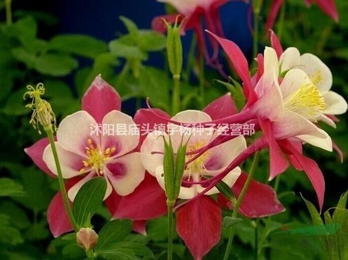 耬斗菜花苗花種子苗單重瓣多年生花卉陽臺庭院開花耐寒植物
