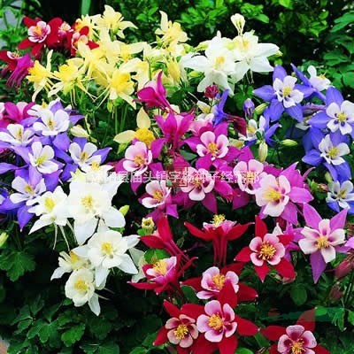耬斗菜花苗花種子苗單重瓣多年生花卉陽臺庭院開花耐寒植物