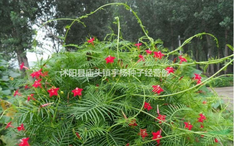 四季開(kāi)花不斷爬藤花卉植物種子羽葉蔦蘿種籽室外花籽春季攀爬花種