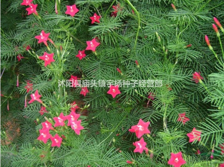 四季開(kāi)花不斷爬藤花卉植物種子羽葉蔦蘿種籽室外花籽春季攀爬花種