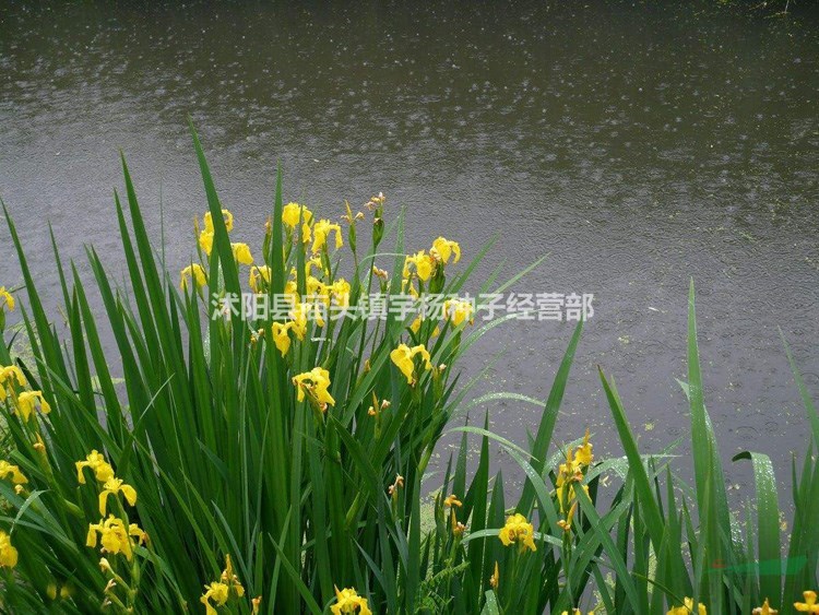 黃菖蒲種子水生鳶尾 宿根黃花鳶尾藍紫花 花菖蒲 德國鳶尾種子