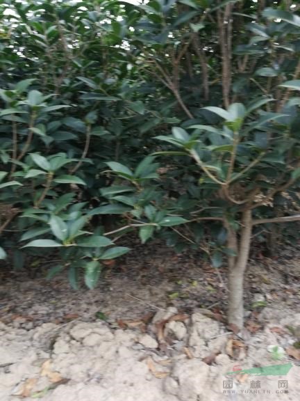 安徽合肥地區(qū)供應(yīng)3-6公分桂花