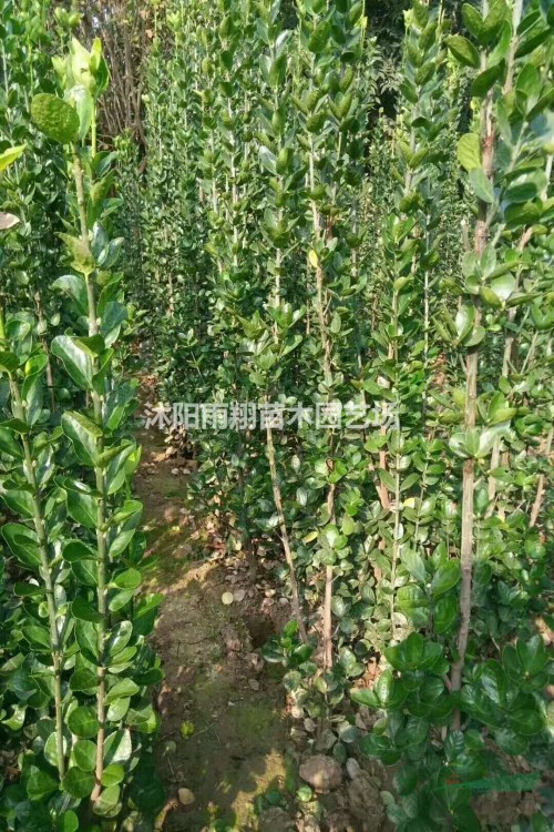  供應(yīng)北海道黃楊價格60公分80公分1米北海道黃楊批發(fā)價格