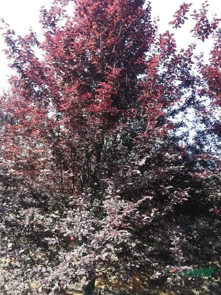 紅葉李12一14公分