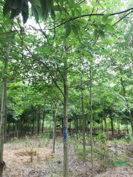 供應(yīng)8-15公分娜塔櫟 娜塔櫟哪里便宜
