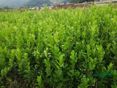 2019宜賓油樟苗最新價(jià)格2元一株！四川省敘州區(qū)