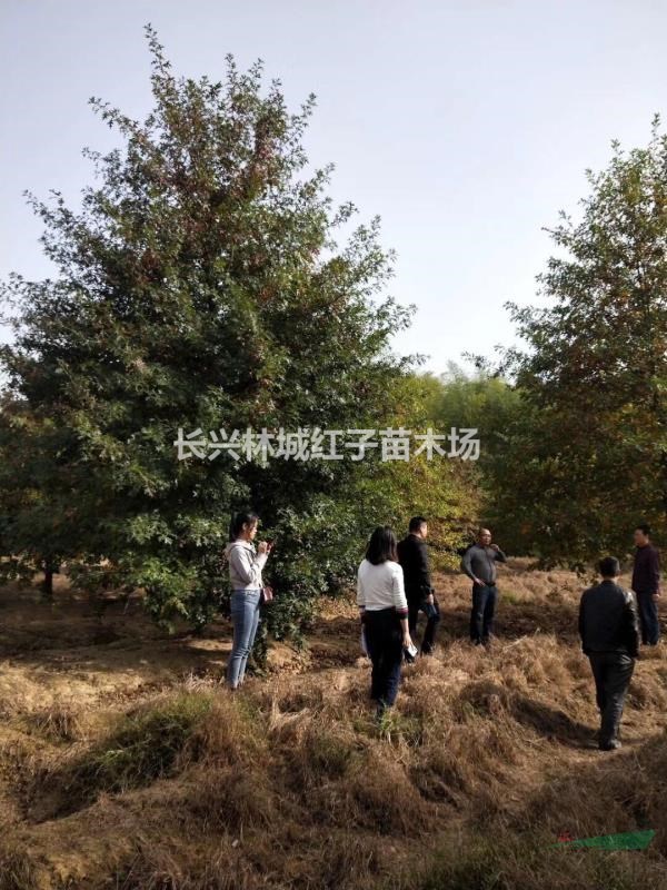 纳塔莉