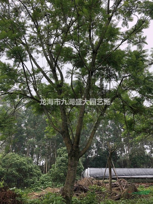 福建藍花楹 藍花楹樹 藍花楹價格批發(fā)