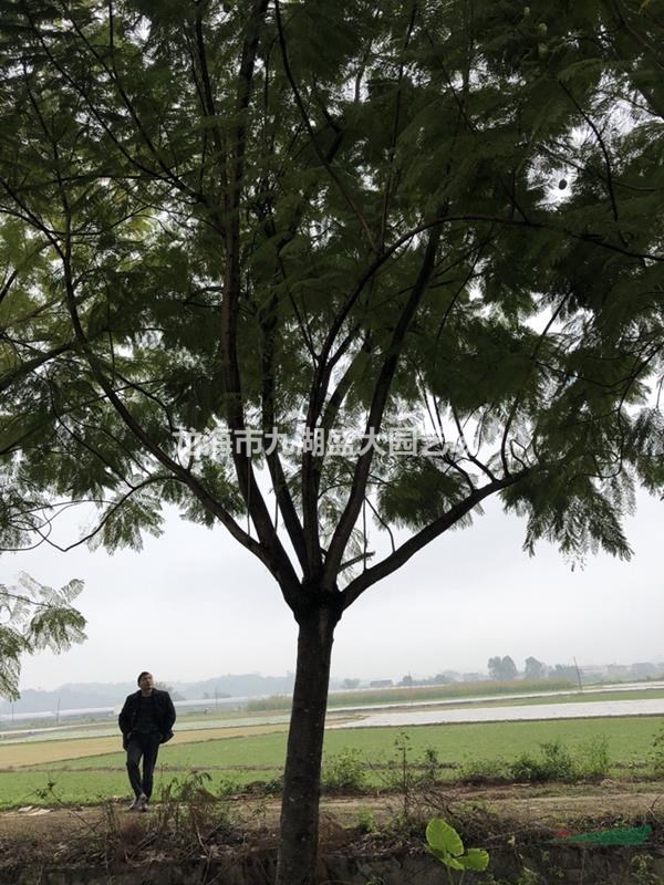 福建藍花楹 藍花楹樹 藍花楹價格批發(fā)