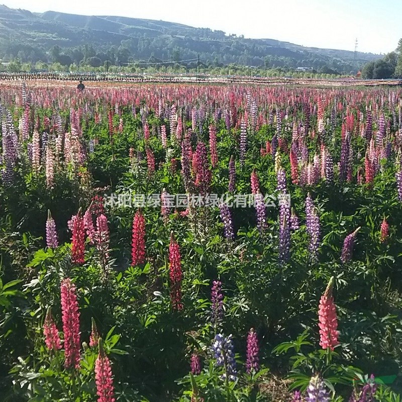 魯冰花能在東北種植嗎？ 