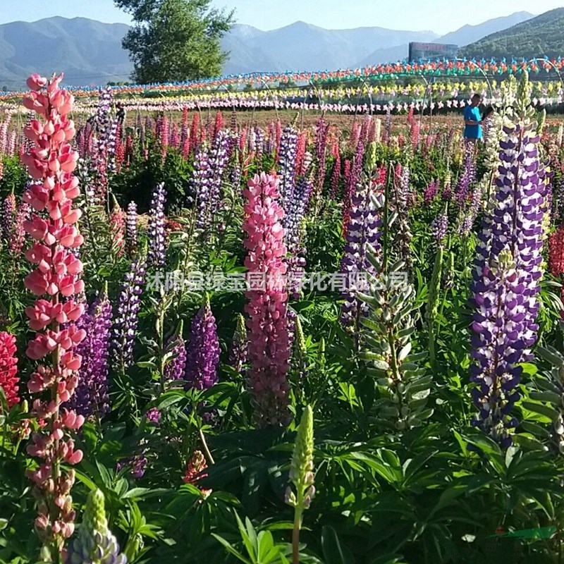 浙江哪里有賣魯冰花種子的？ 