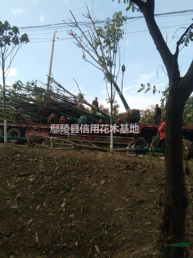 河南欒樹，黃山欒報價3公分一20公分，6一1600元，繼續(xù)裝