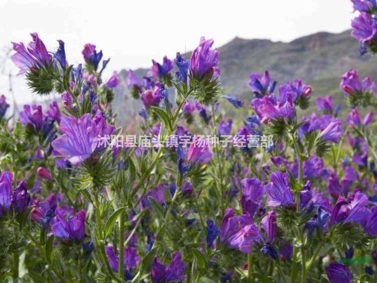 藍(lán)薊種子 多年生四季花卉種子庭院陽(yáng)臺(tái)專(zhuān)用 耐寒 易種植 觀花