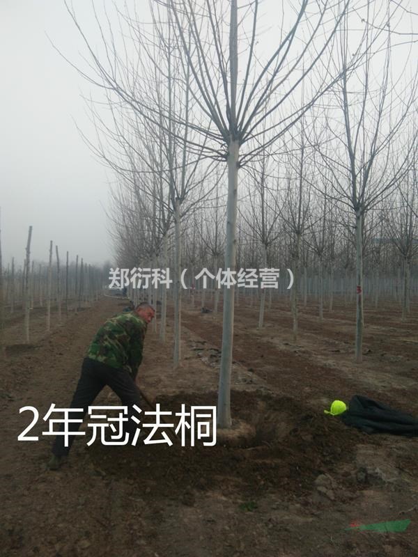 13公分速生法桐1-2-3年冠15公分法國梧桐價格