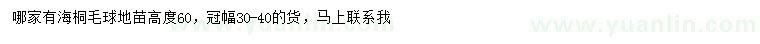 求購(gòu)高60公分海桐毛球