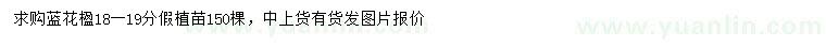 求購(gòu)18-19公分藍(lán)花楹