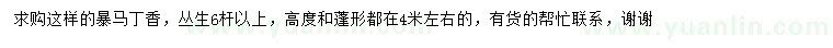 求購(gòu)高4米左右叢生暴馬丁香