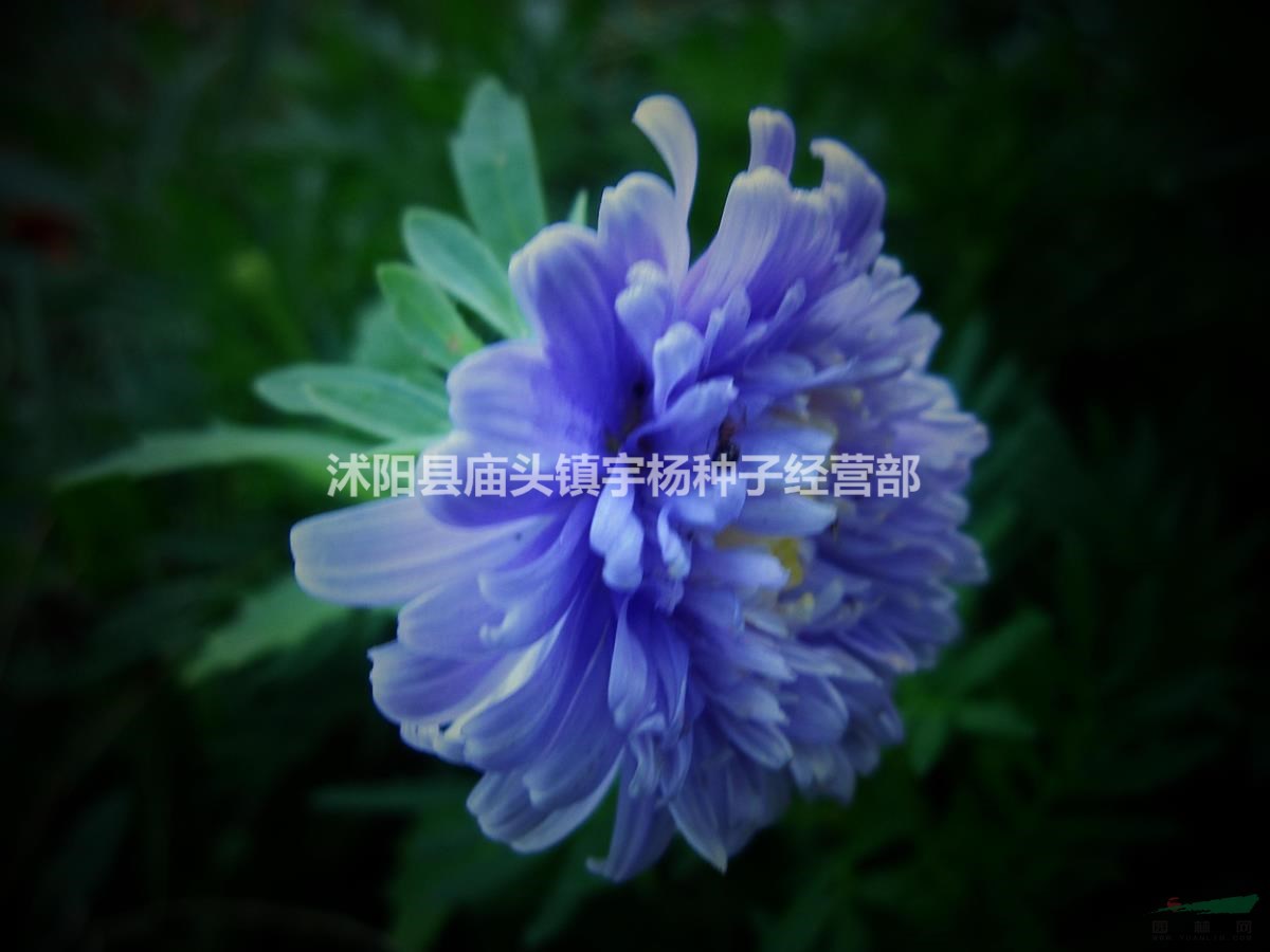四季播翠菊種子室外室內(nèi)易活四季春播花種子野花草花種子易種