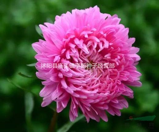 四季播翠菊種子室外室內(nèi)易活四季春播花種子野花草花種子易種