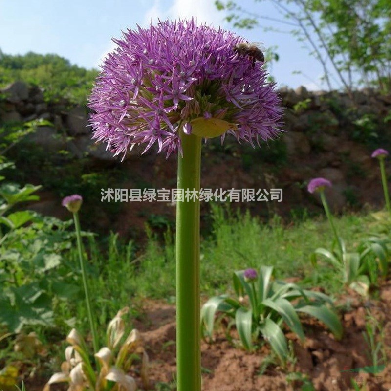 黑龍江適合種植大花蔥嗎