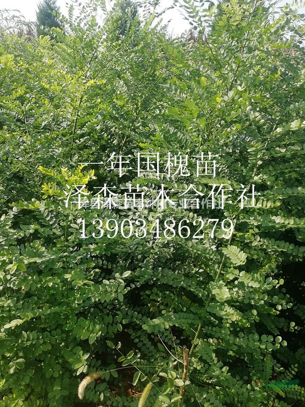 出售1年生國槐小苗=1米高國槐樹苗種植管理技術(shù)