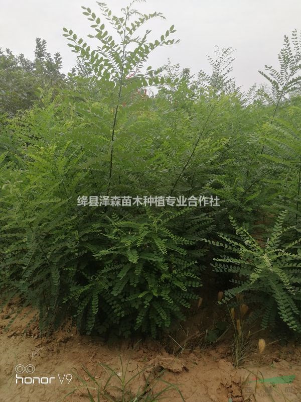 出售1年生國槐小苗=1米高國槐樹苗種植管理技術(shù)