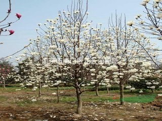 南京龍柏3米價格 5米龍柏大量供應(yīng)