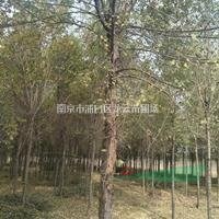 南京香樟15公分價(jià)格 18公分，20公分價(jià)格，苗圃直銷