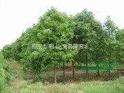 南京香樟15公分價(jià)格 18公分，20公分價(jià)格，苗圃直銷