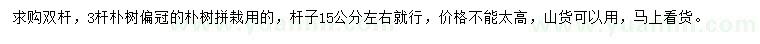 求購15公分左右樸樹