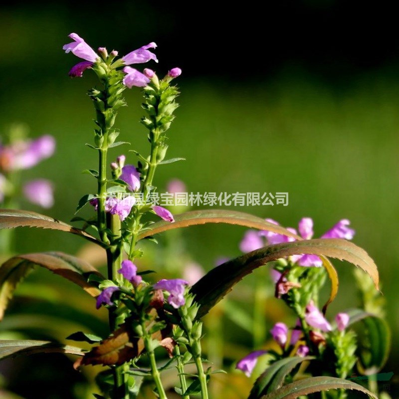 假龍頭種子花期是幾月份？