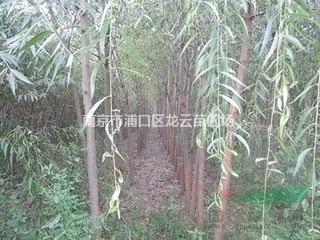 浙江5公分 10公分 12公分垂柳大量供應(yīng) 精品垂柳基地