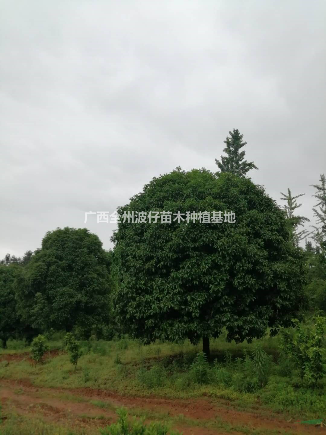 廣西供應(yīng)桂花 廣西桂花價(jià)格規(guī)格齊全