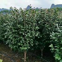 大小規(guī)格茶花 廣西茶花價格 基地