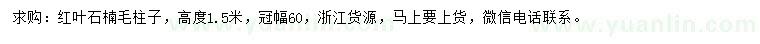 求購高1.5米紅葉石楠柱