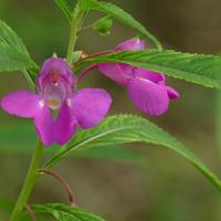 四季種易活易種植物鳳仙花種子指甲花 草花指甲草子花卉種籽