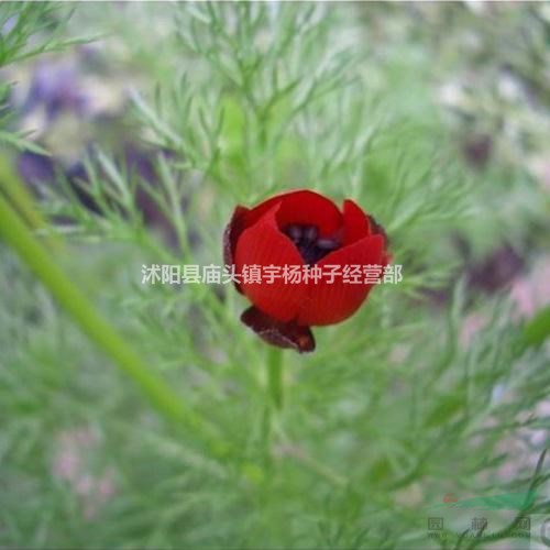 福壽花種子多年生園林景觀花海四季易種庭院陽臺(tái)