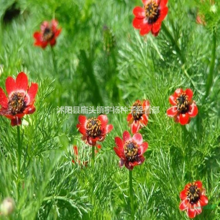 福壽花種子多年生園林景觀花海四季易種庭院陽臺(tái)