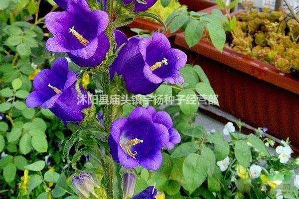 風(fēng)鈴花盆栽開(kāi)花室內(nèi)外庭院四季種易活花種子籽草花卉綠植物