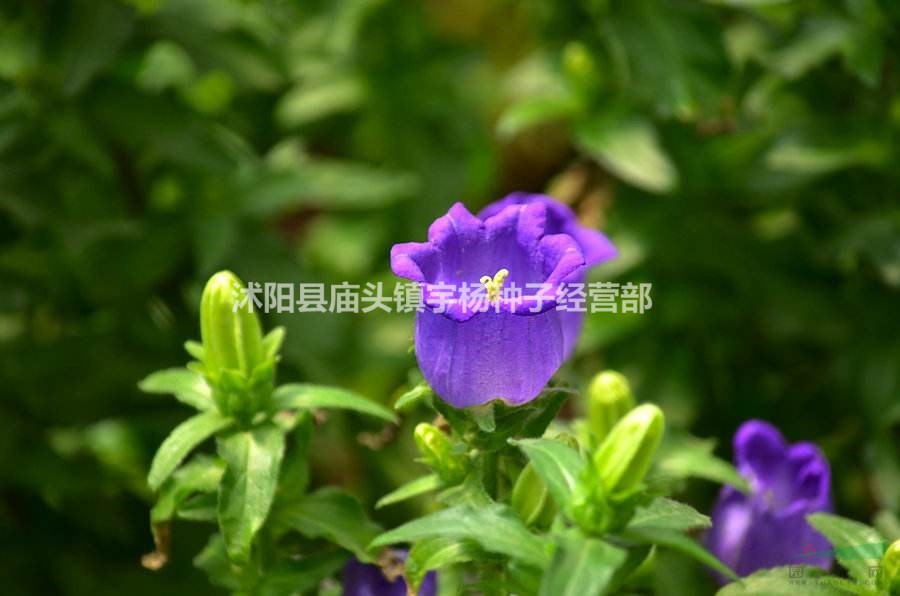 風(fēng)鈴花盆栽開(kāi)花室內(nèi)外庭院四季種易活花種子籽草花卉綠植物