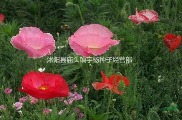 虞美人花種好養(yǎng)的花卉種孑四季開(kāi)花不斷易種室內(nèi)外花種籽子外庭院