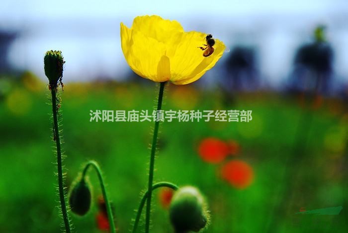 虞美人花種好養(yǎng)的花卉種孑四季開(kāi)花不斷易種室內(nèi)外花種籽子外庭院