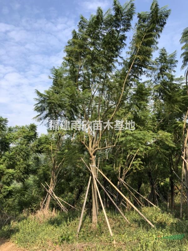 藍花楹
