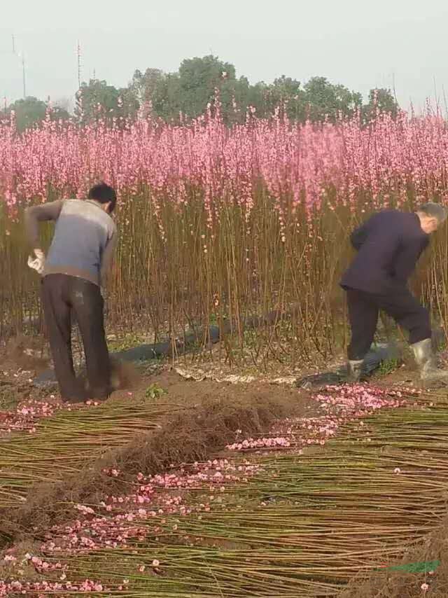 原生骨里紅紅梅小苗