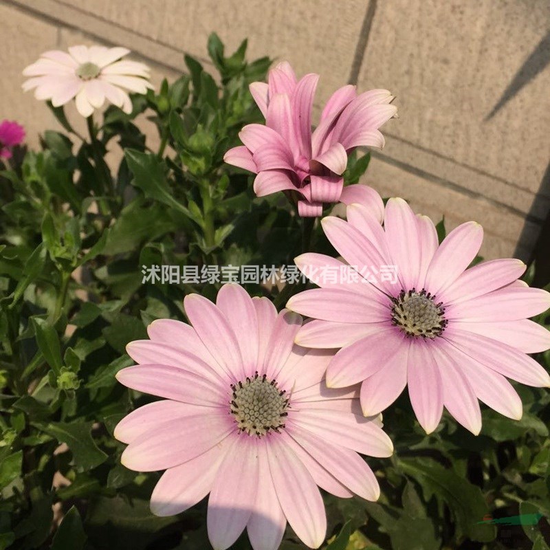 哪里有供應(yīng)優(yōu)質(zhì)南非萬壽菊？ 