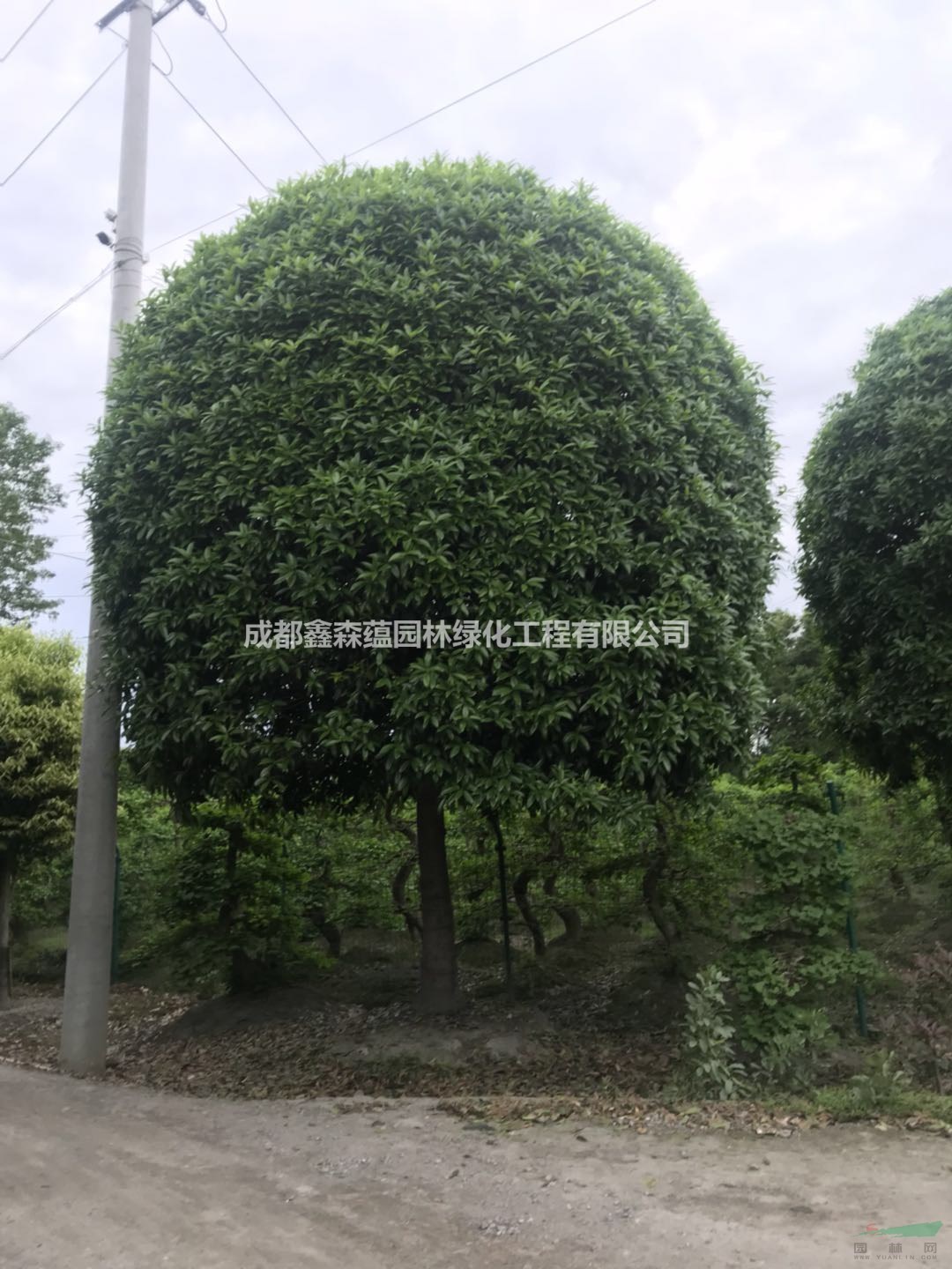 高桿桂花批發(fā)基地 桂花種植基地批發(fā)工程苗